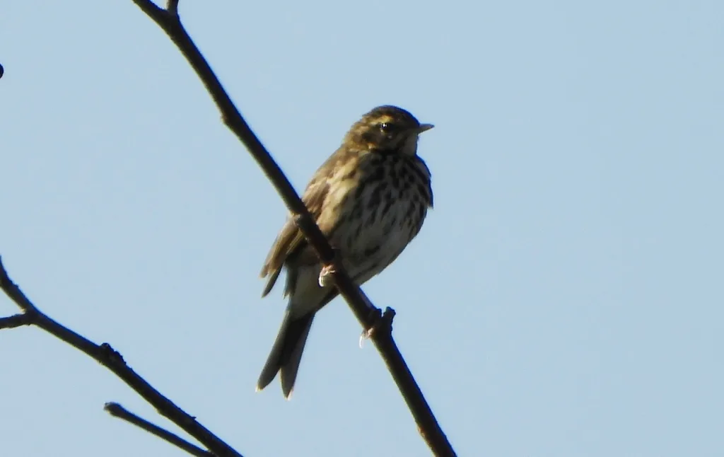 树鹨(Anthus hodgsoni)