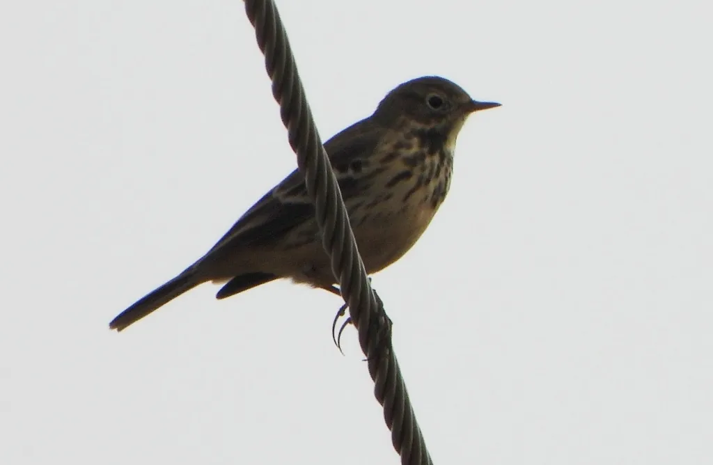 黄腹鹨(Anthus japonicus)