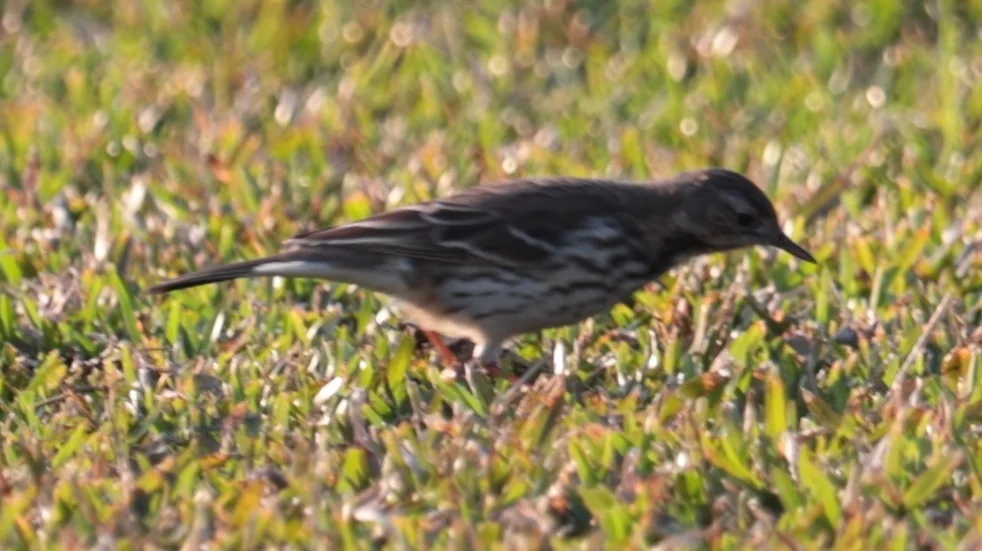 黄腹鹨(Anthus japonicus)