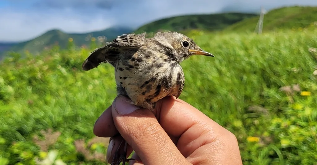 黄腹鹨(Anthus japonicus)