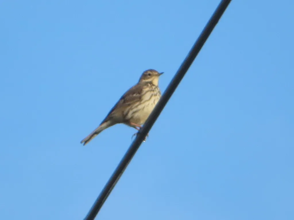 黄腹鹨(Anthus japonicus)