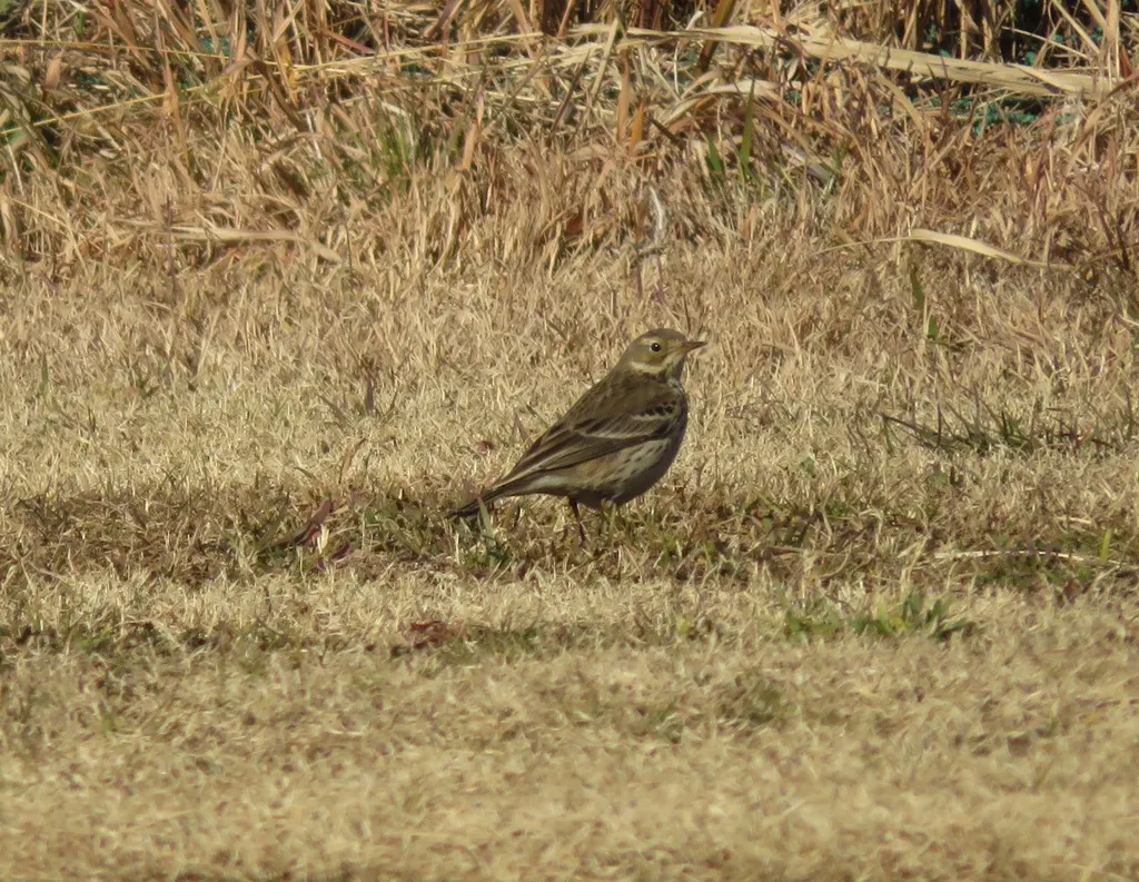 黄腹鹨(Anthus japonicus)