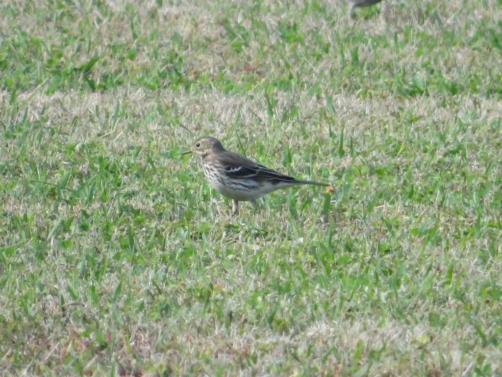 黄腹鹨(Anthus japonicus)