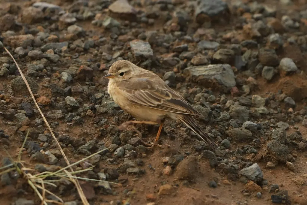 纯背鹨(Anthus leucophrys)