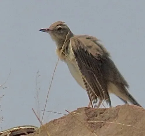 纯背鹨(Anthus leucophrys)