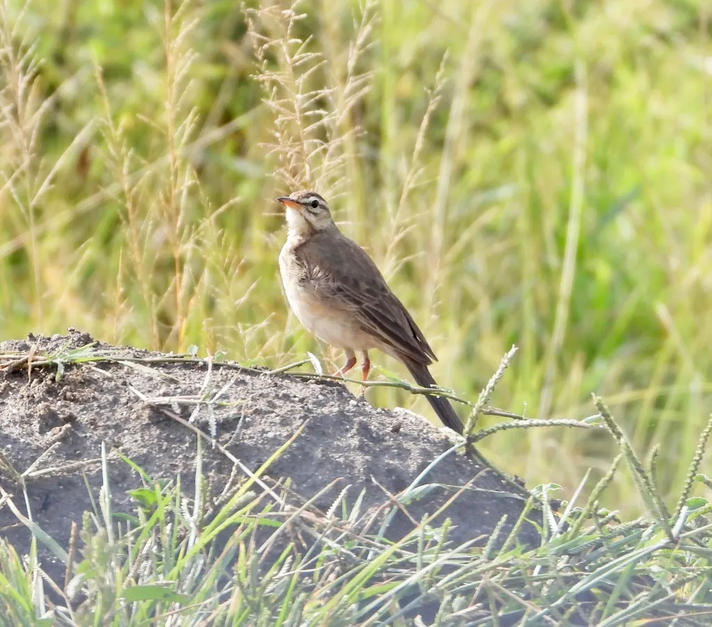 纯背鹨(Anthus leucophrys)
