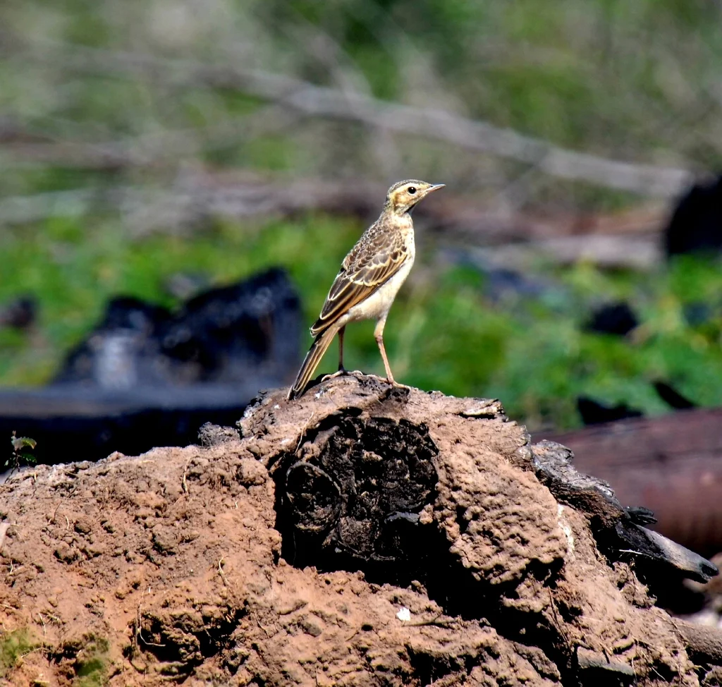 纯背鹨(Anthus leucophrys)