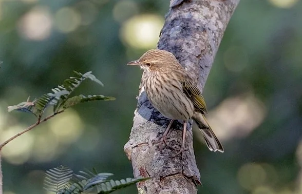 条纹鹨(Anthus lineiventris)