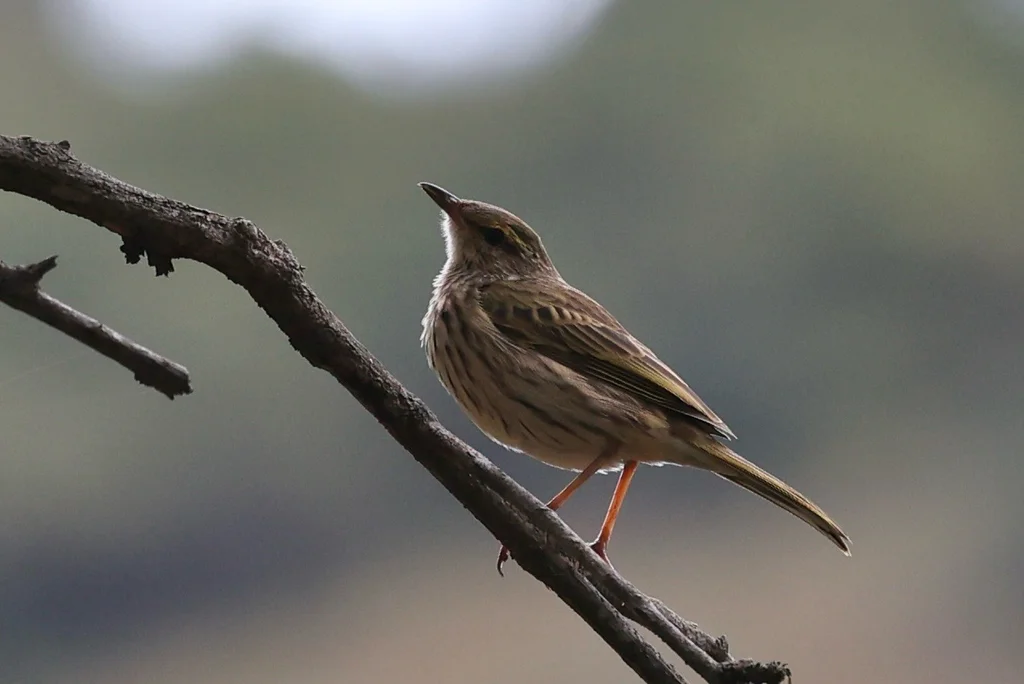 条纹鹨(Anthus lineiventris)