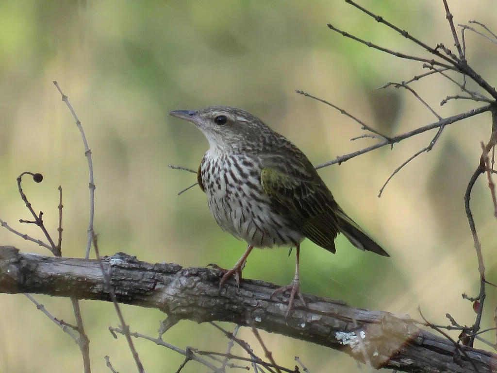 条纹鹨(Anthus lineiventris)