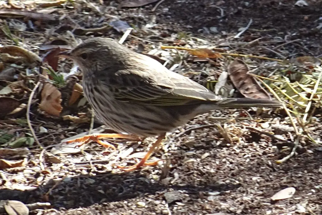 条纹鹨(Anthus lineiventris)