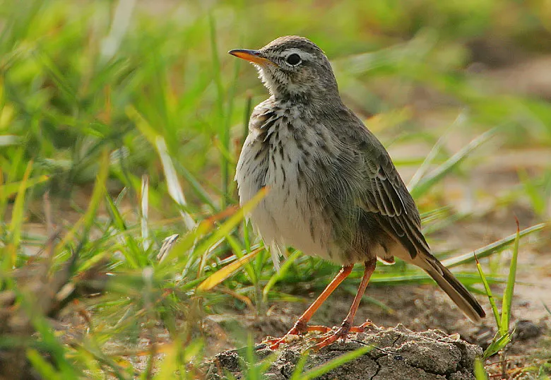 灰鹨(Anthus melindae)