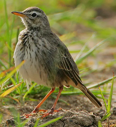 灰鹨(Anthus melindae)