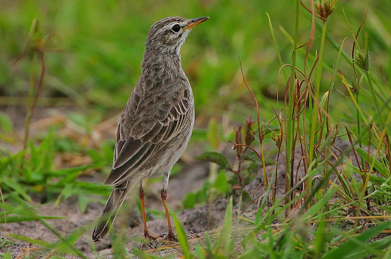 灰鹨(Anthus melindae)