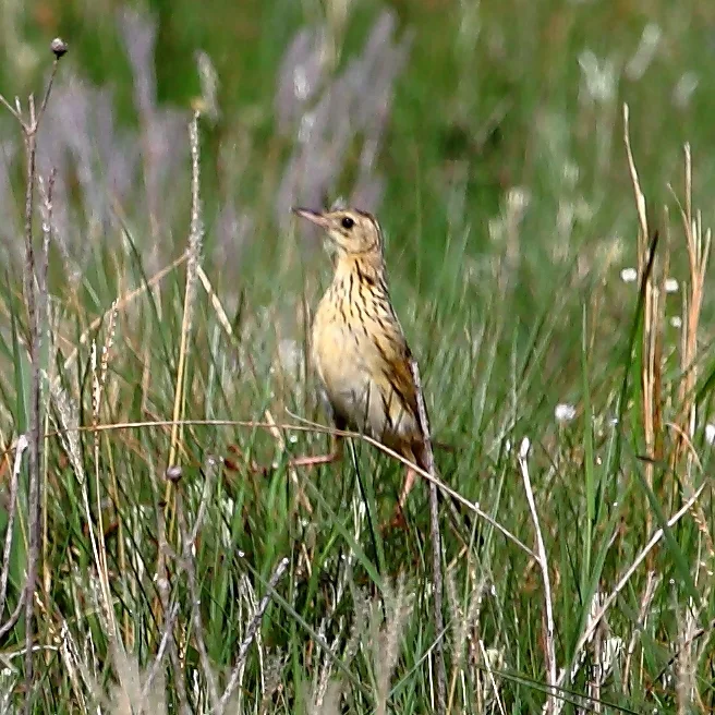 赭胸鹨(Anthus nattereri)