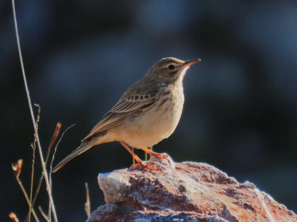 博茨瓦纳长嘴鹨(Anthus nicholsoni)