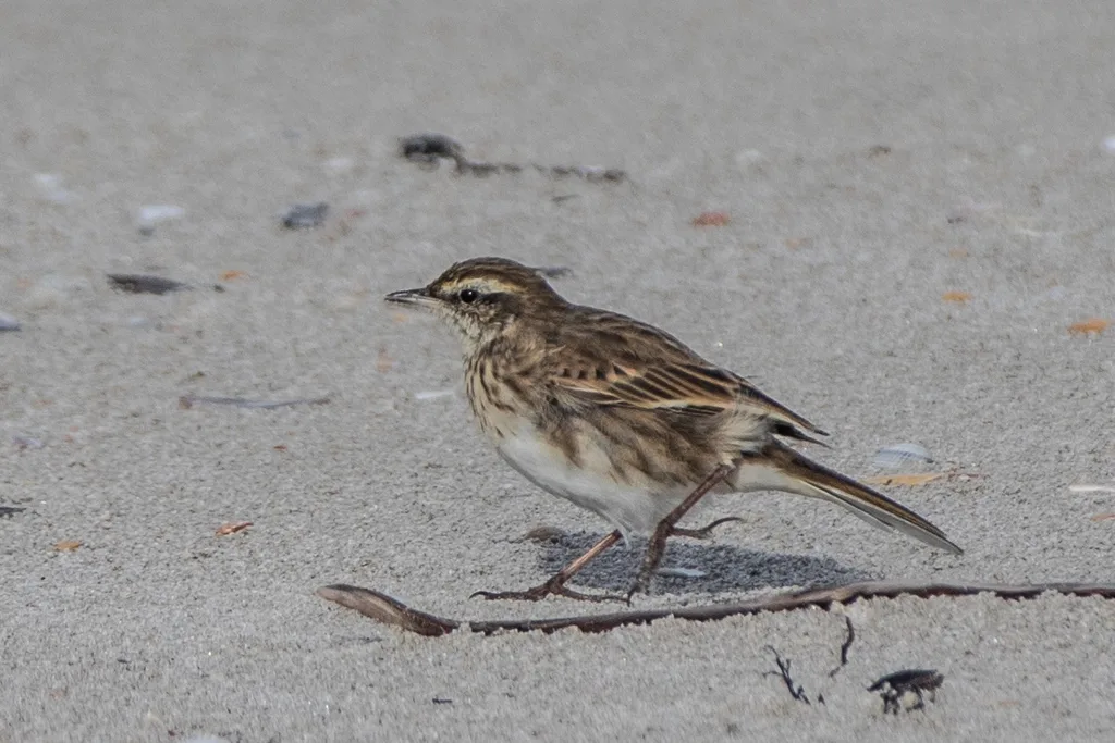 新西兰鹨(Anthus novaeseelandiae)