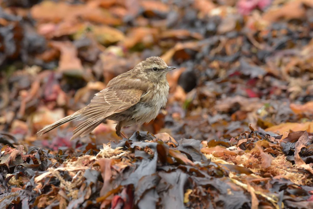 新西兰鹨(Anthus novaeseelandiae)
