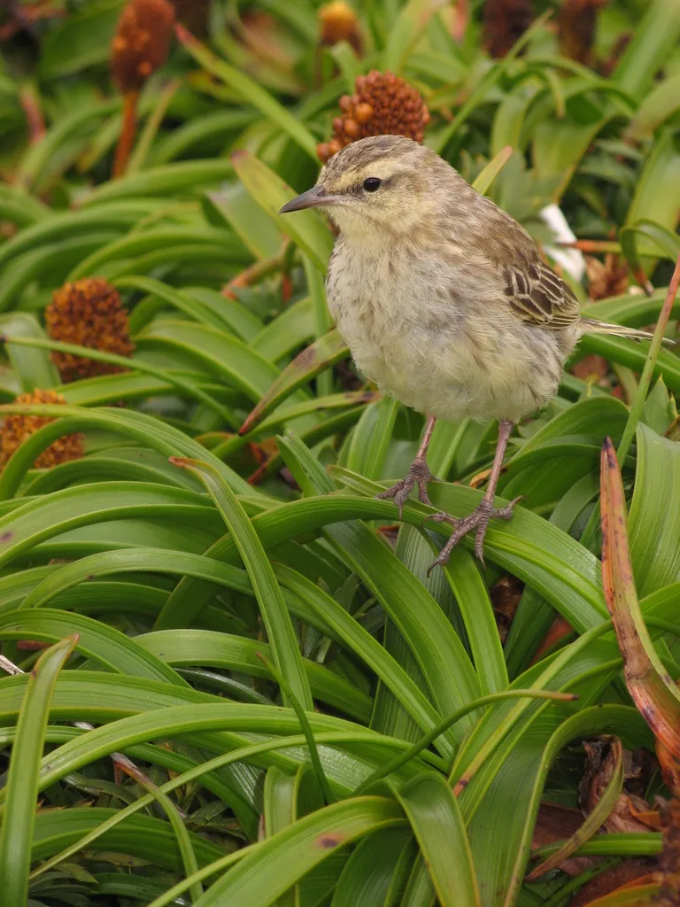 新西兰鹨(Anthus novaeseelandiae)