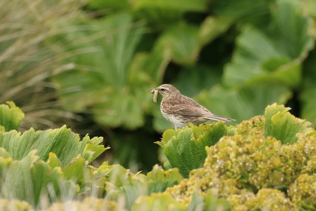 新西兰鹨(Anthus novaeseelandiae)