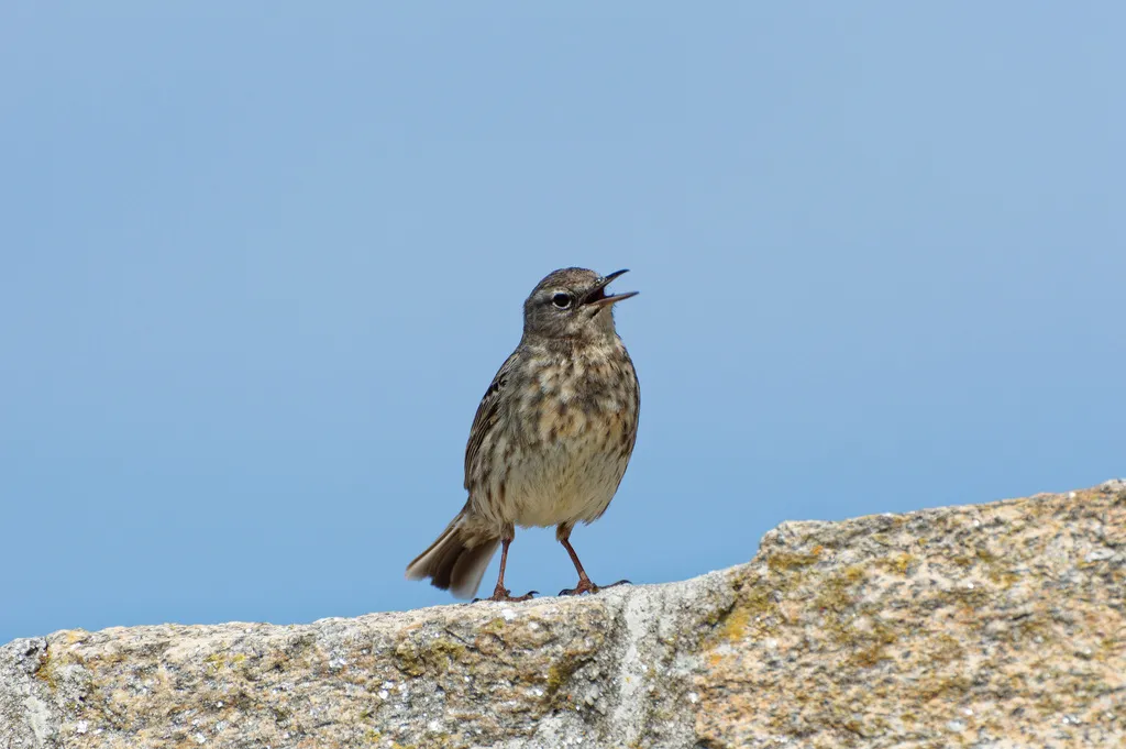 石鹨(Anthus petrosus)