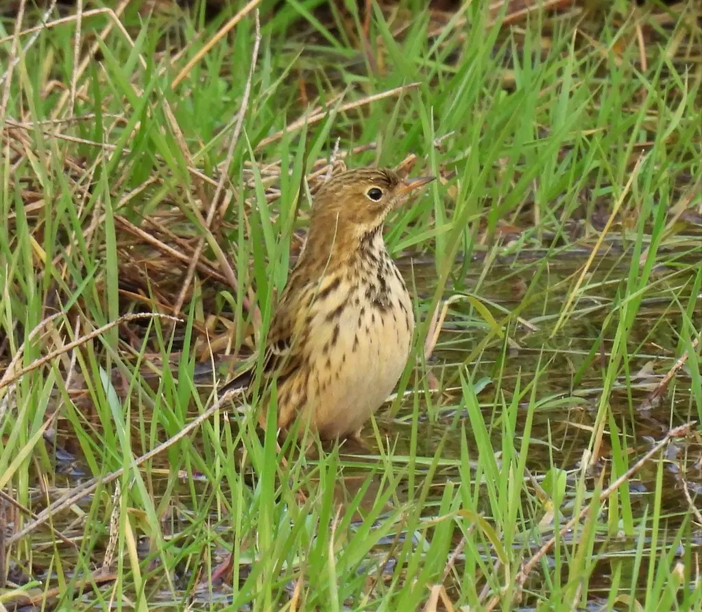 草地鹨(Anthus pratensis)