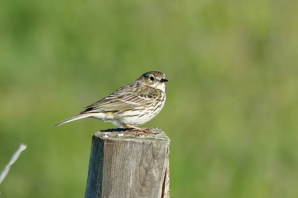草地鹨(Anthus pratensis)