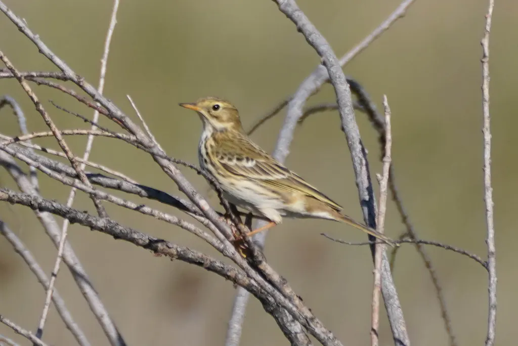 草地鹨(Anthus pratensis)