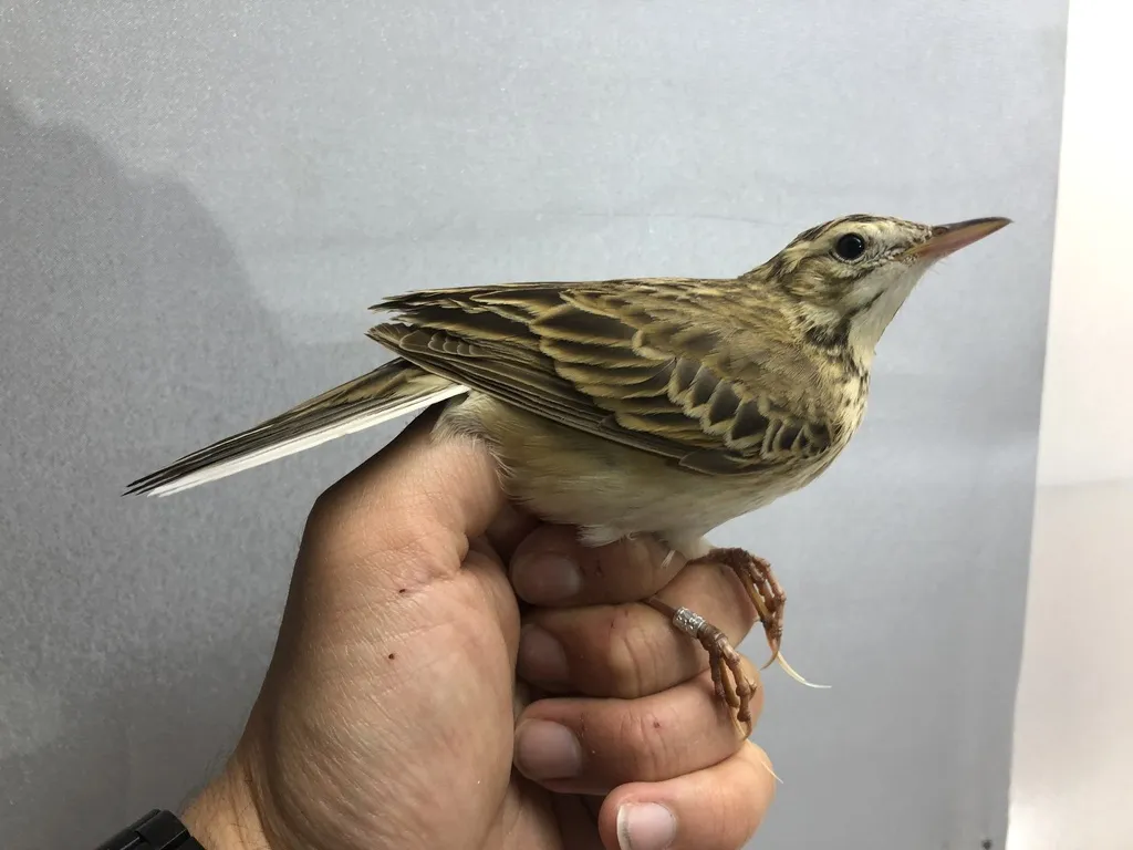 理氏鹨(Anthus richardi)