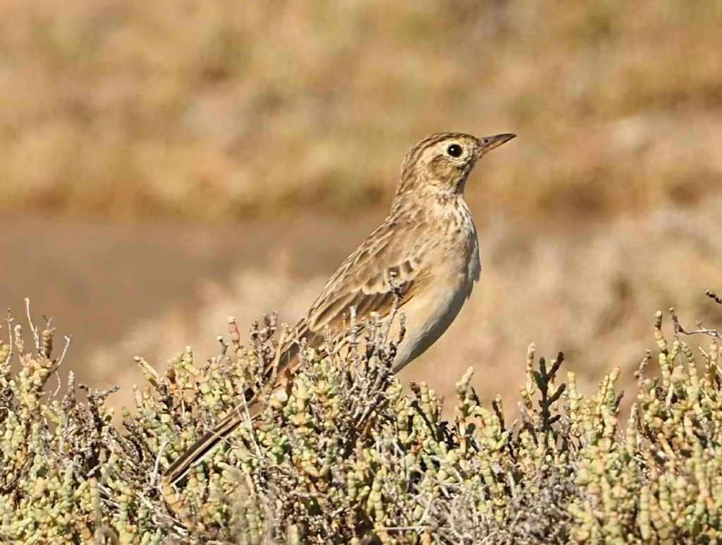 理氏鹨(Anthus richardi)