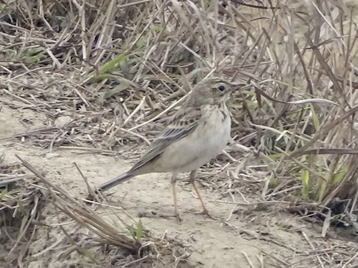 理氏鹨(Anthus richardi)