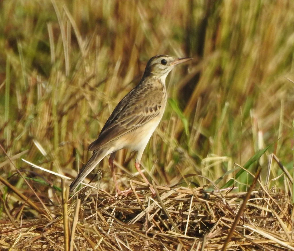 理氏鹨(Anthus richardi)