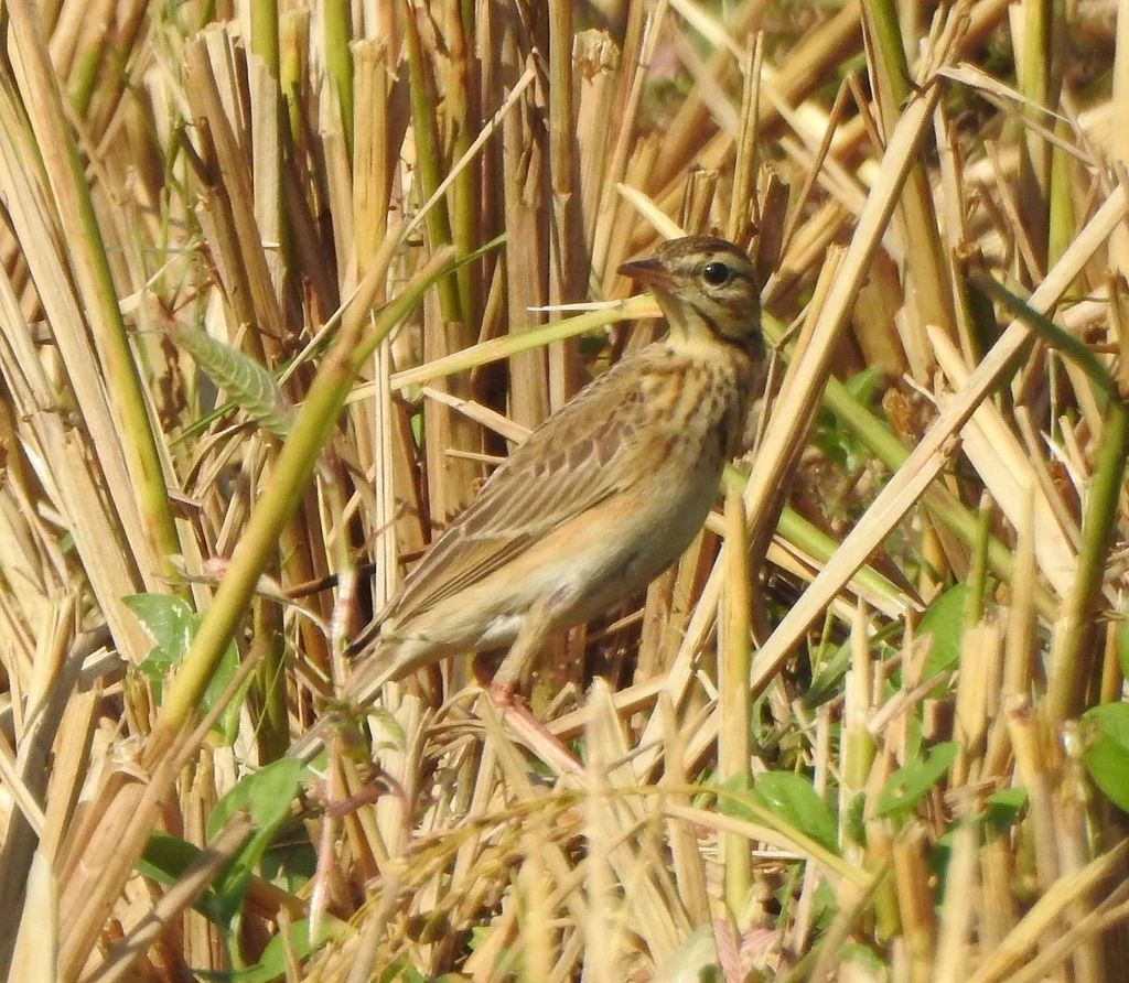 理氏鹨(Anthus richardi)