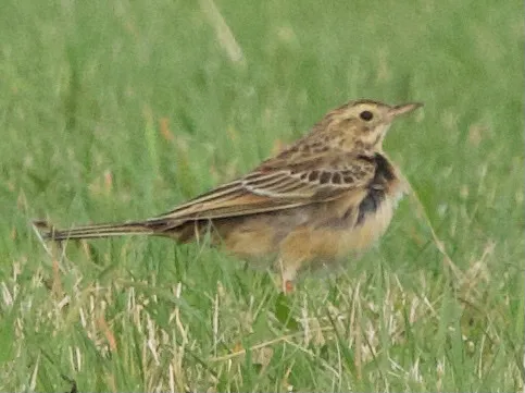 理氏鹨(Anthus richardi)