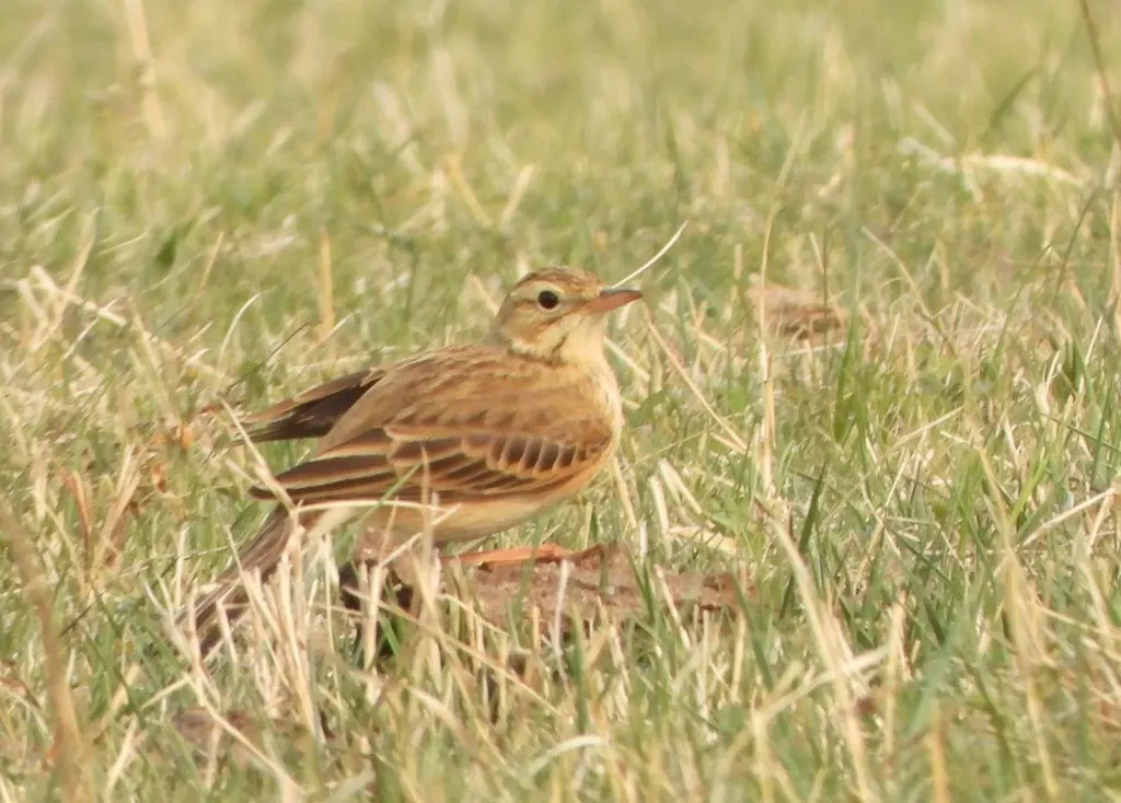 理氏鹨(Anthus richardi)