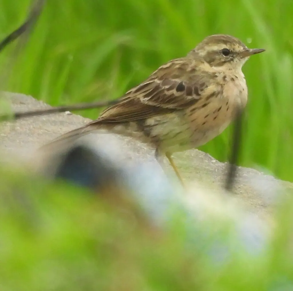 粉红胸鹨(Anthus roseatus)