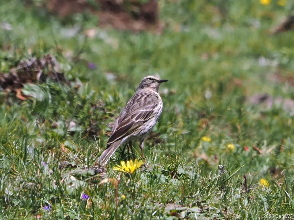 粉红胸鹨(Anthus roseatus)