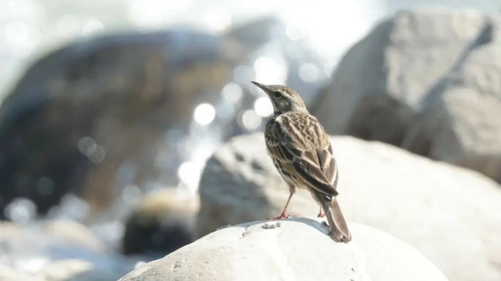 粉红胸鹨(Anthus roseatus)