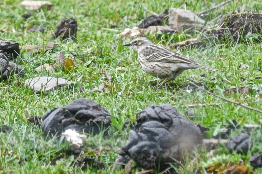 粉红胸鹨(Anthus roseatus)