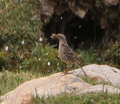 粉红胸鹨(Anthus roseatus)