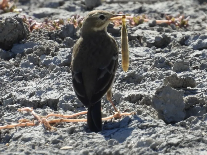 美洲鹨(Anthus rubescens)