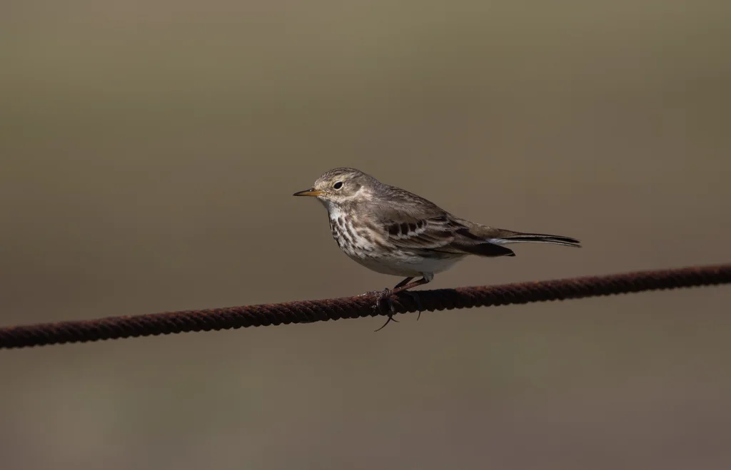 美洲鹨(Anthus rubescens)