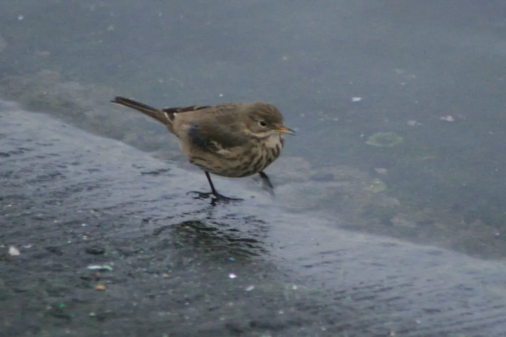 美洲鹨(Anthus rubescens)