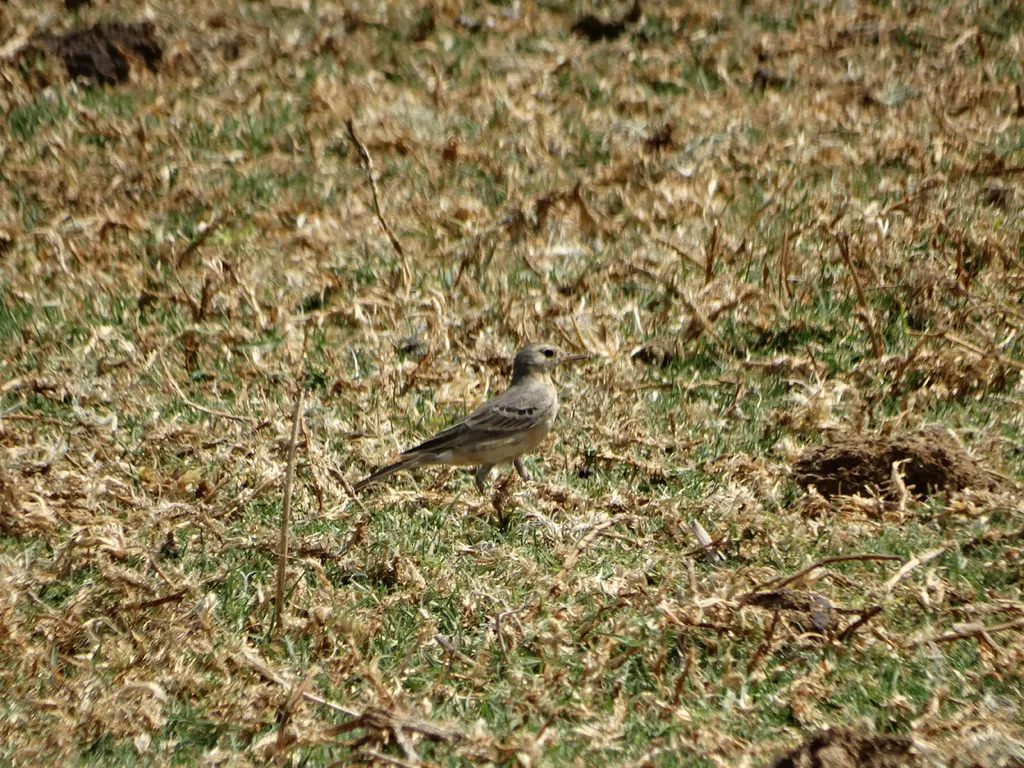 美洲鹨(Anthus rubescens)
