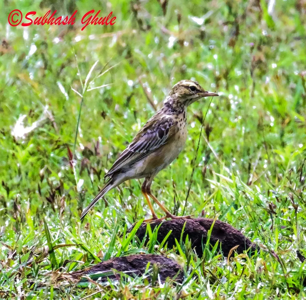 田鹨(Anthus rufulus)