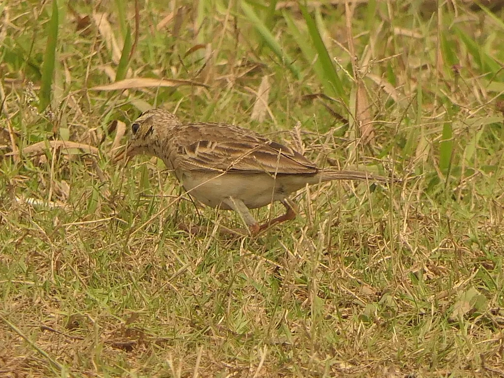 田鹨(Anthus rufulus)