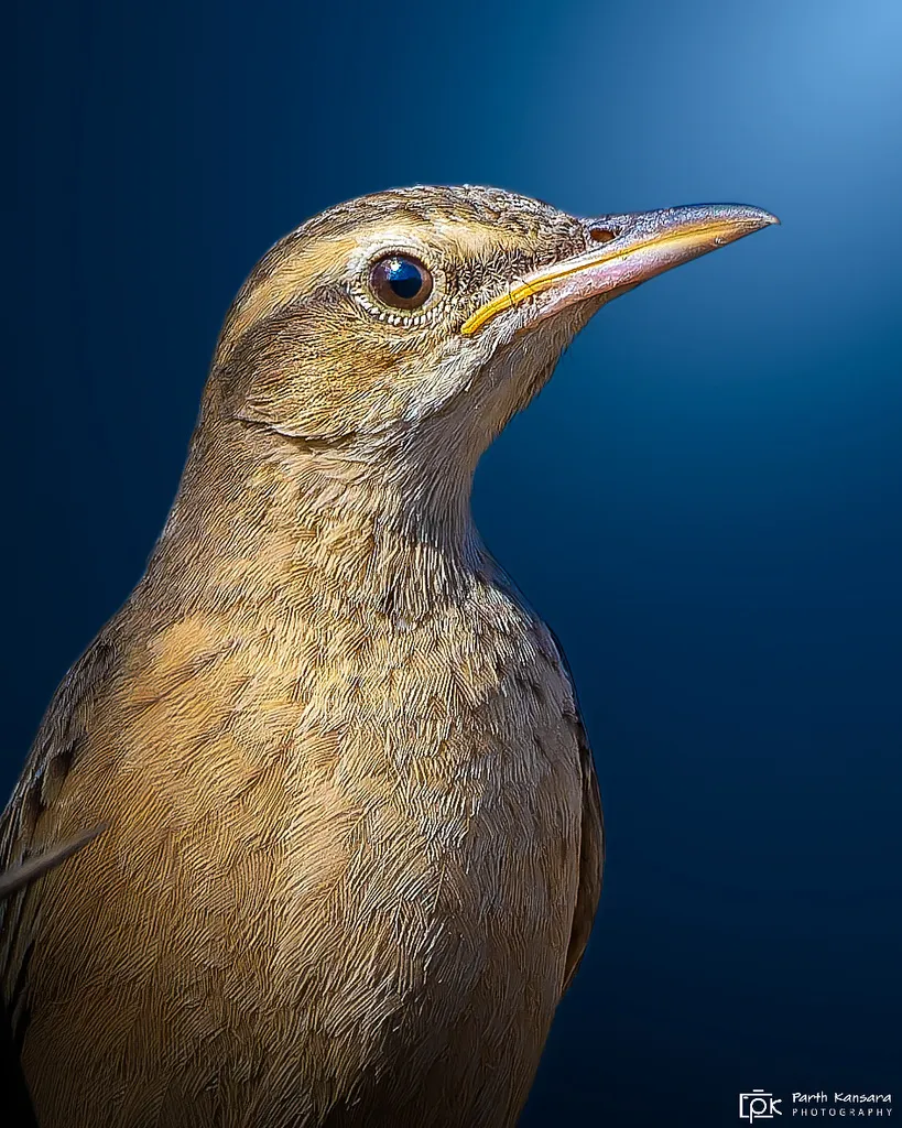 长嘴鹨(Anthus similis)