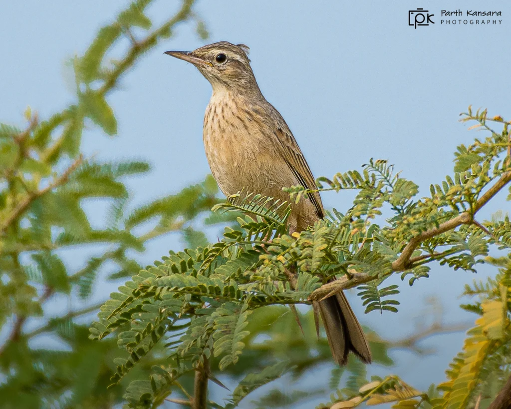 长嘴鹨(Anthus similis)