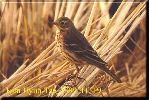水鹨(Anthus spinoletta)