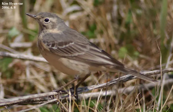 水鹨(Anthus spinoletta)